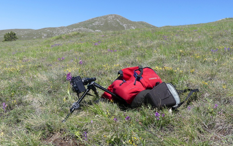 Orchis militaris, Orchis purpurea, Orchis x hybrida  Preappennino aquilano -  2022.